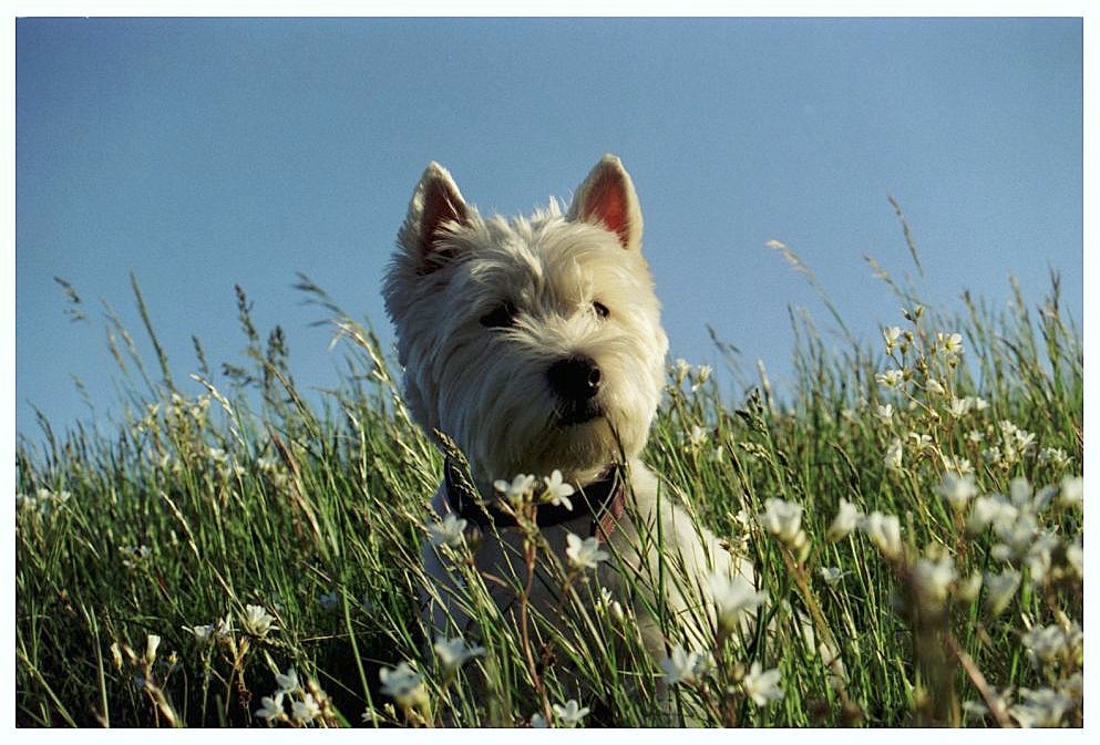 Der letzte Sommer meiner Westie-Hündin Luna