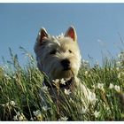 Der letzte Sommer meiner Westie-Hündin Luna