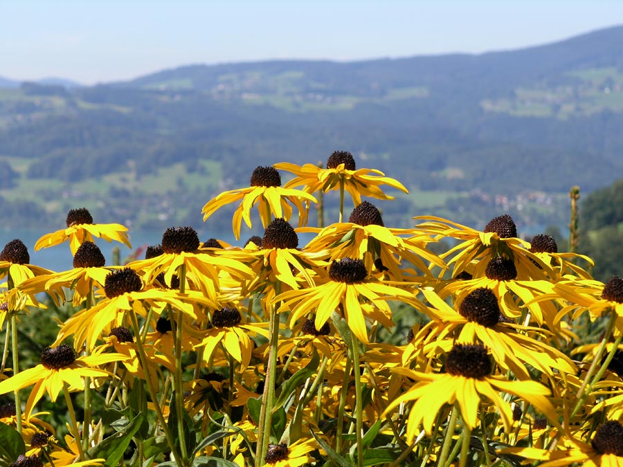 Der letzte "Sonnenaufgang" über dem Attersee