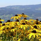 Der letzte "Sonnenaufgang" über dem Attersee