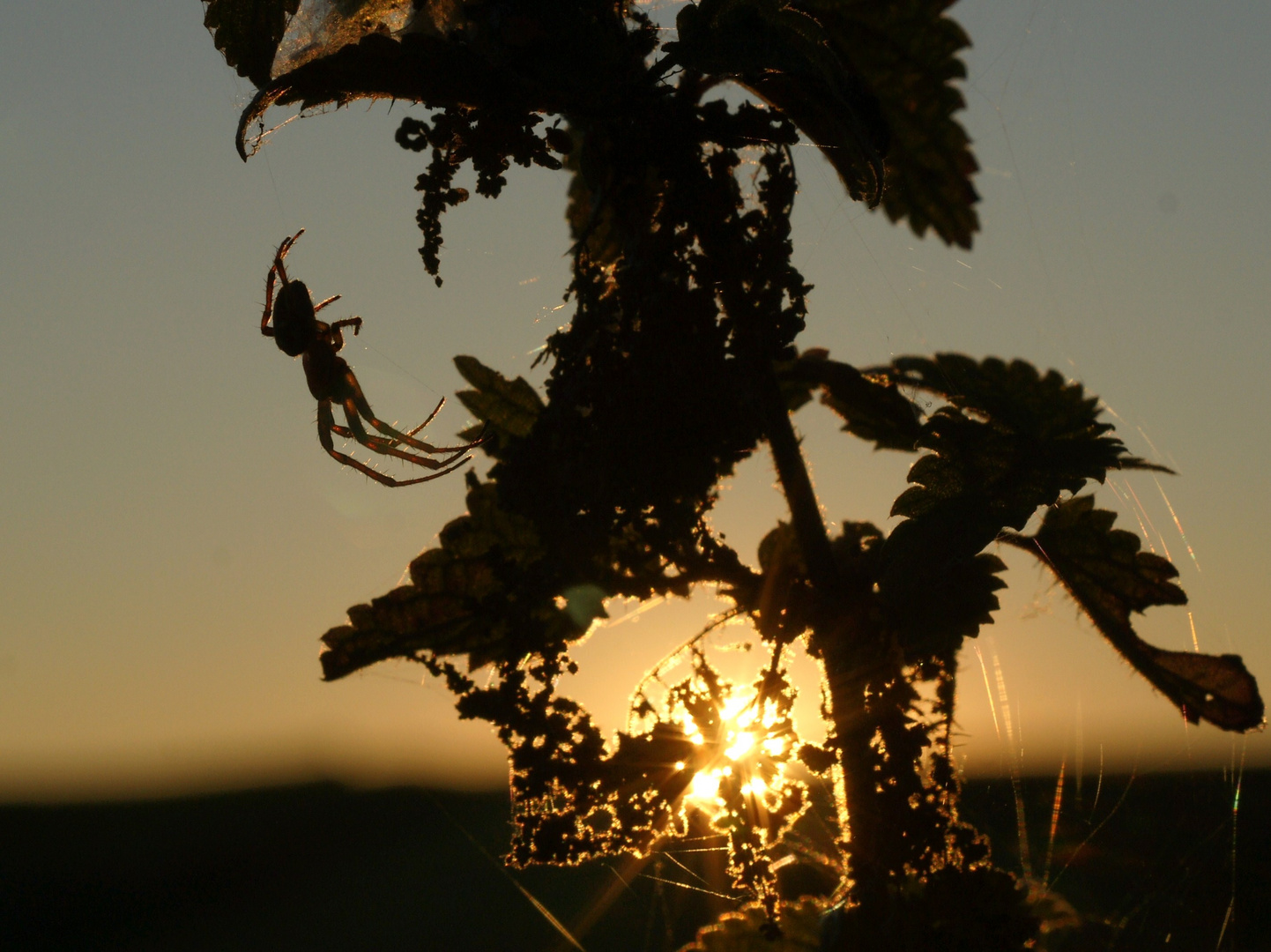 Der letzte Sonnenstrahl.