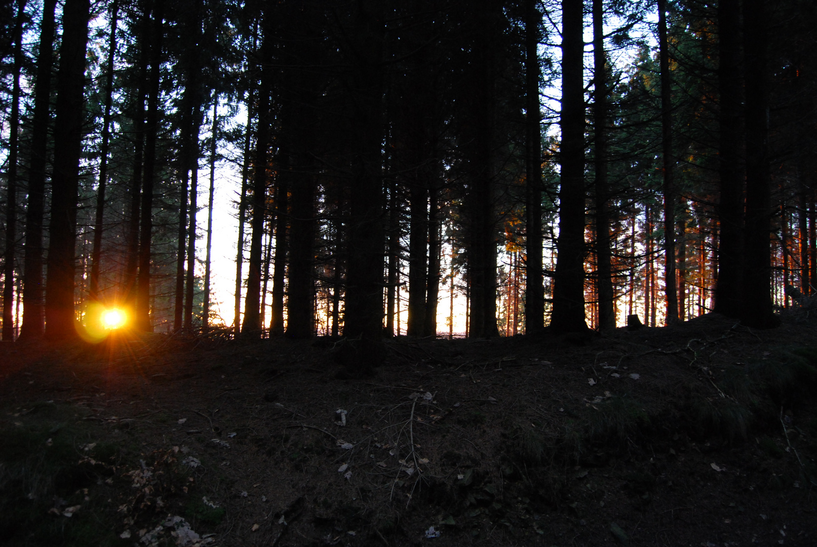 Der letzte Sonnenstrahl bricht durch den Wald