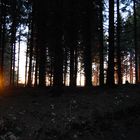 Der letzte Sonnenstrahl bricht durch den Wald