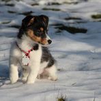 Der letzte Spatziergang im Schnee