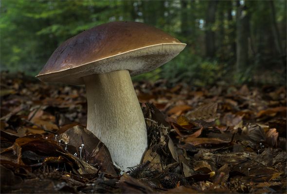 16+ Giftige Röhrlinge Bilder Pictures