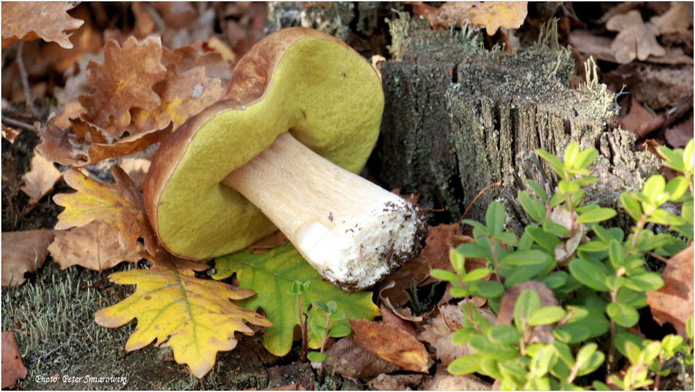 Der letzte Steinpilz des Jahres 2018