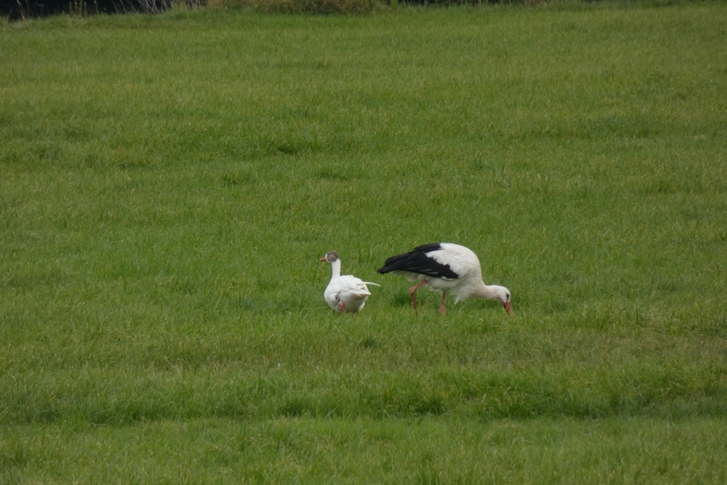 Der letzte Storch in Hamm scheint sich mit einer Hybrid Gans angefreundet haben.