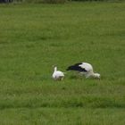 Der letzte Storch in Hamm scheint sich mit einer Hybrid Gans angefreundet haben.