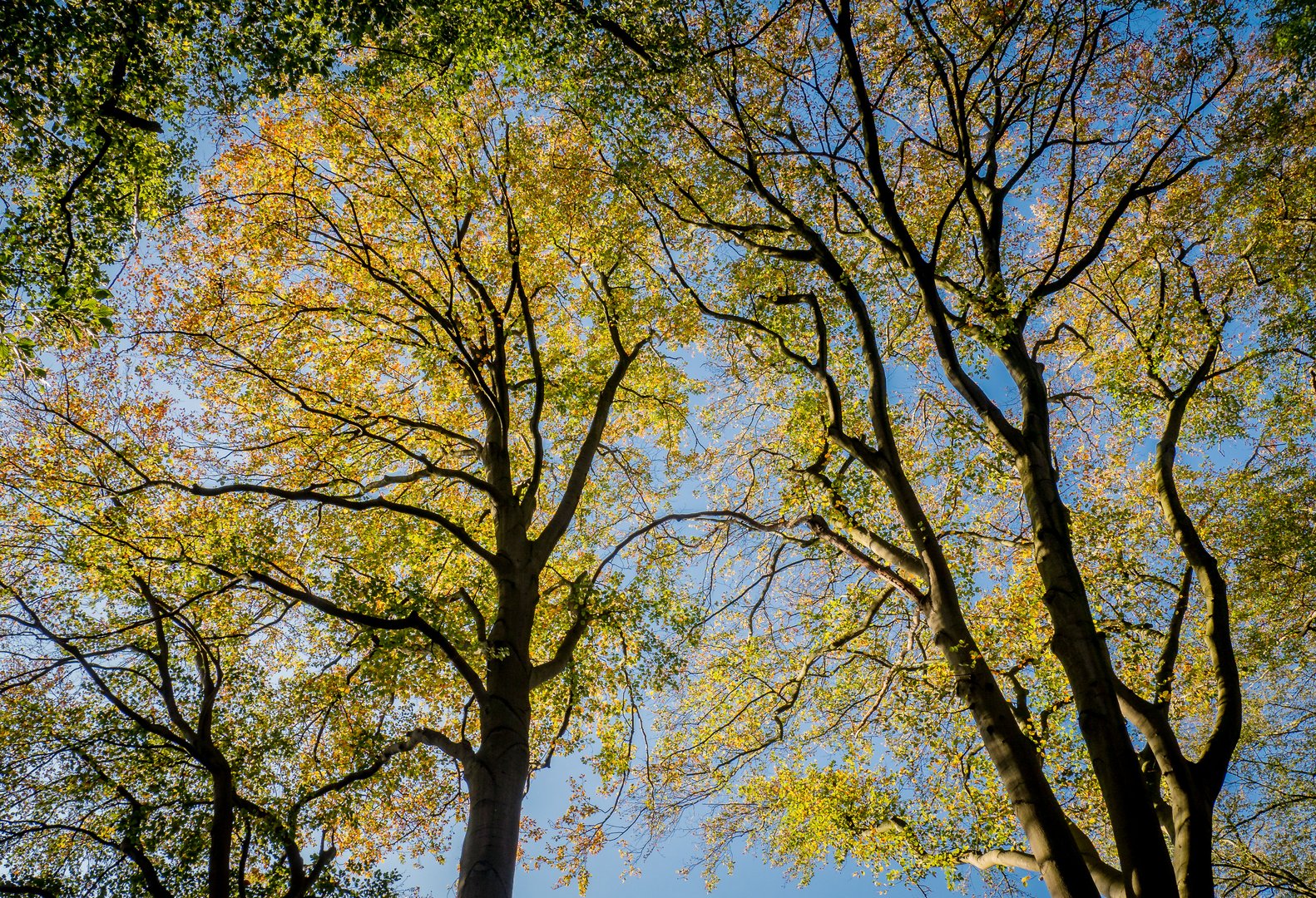 Der letzte Tag im Goldenen Oktober