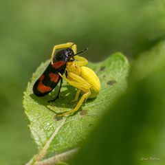 Der letzte Tango - Blutzikade und Veränderliche Krabbenspinne