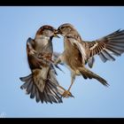 "Der letzte Tango in Scherz"