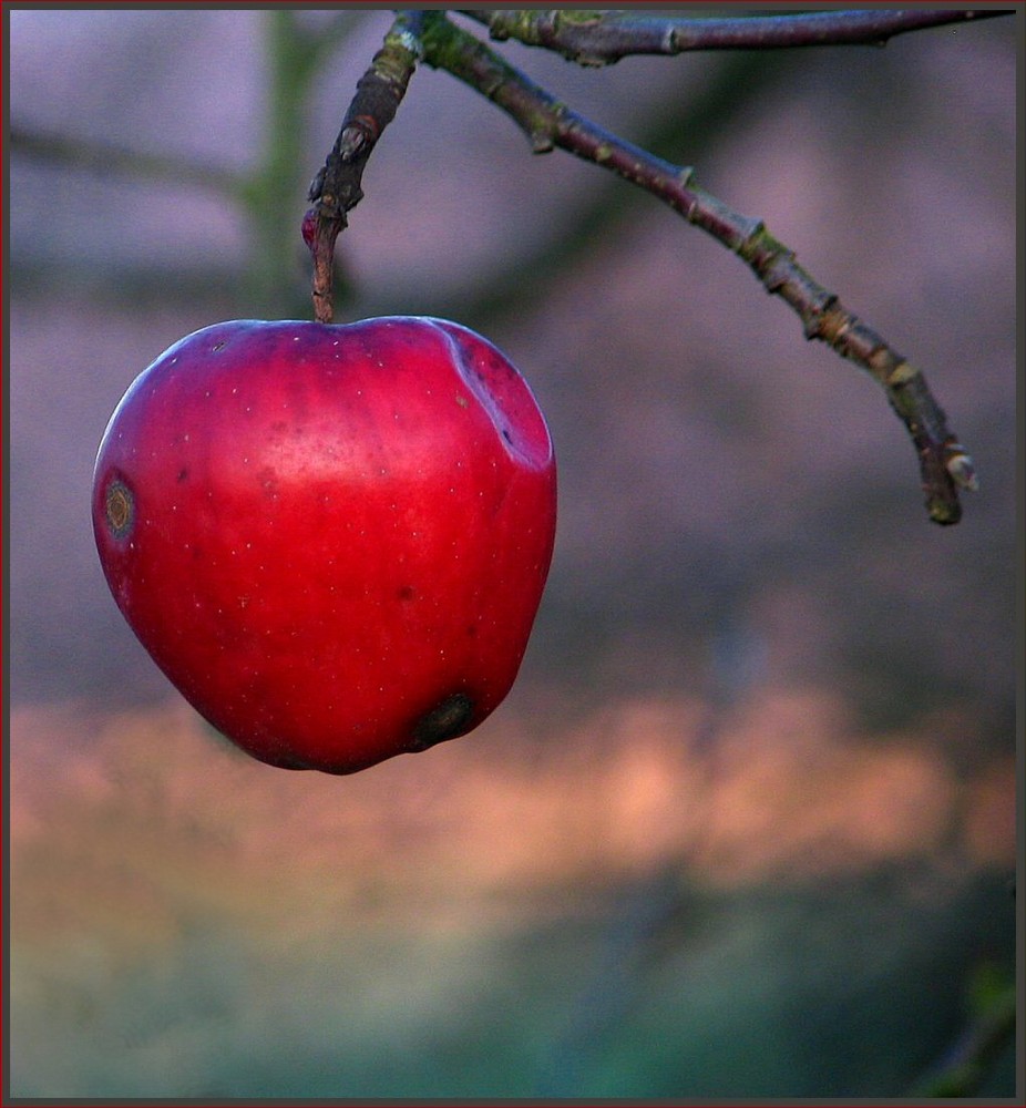 Der letzte und einzige Apfel