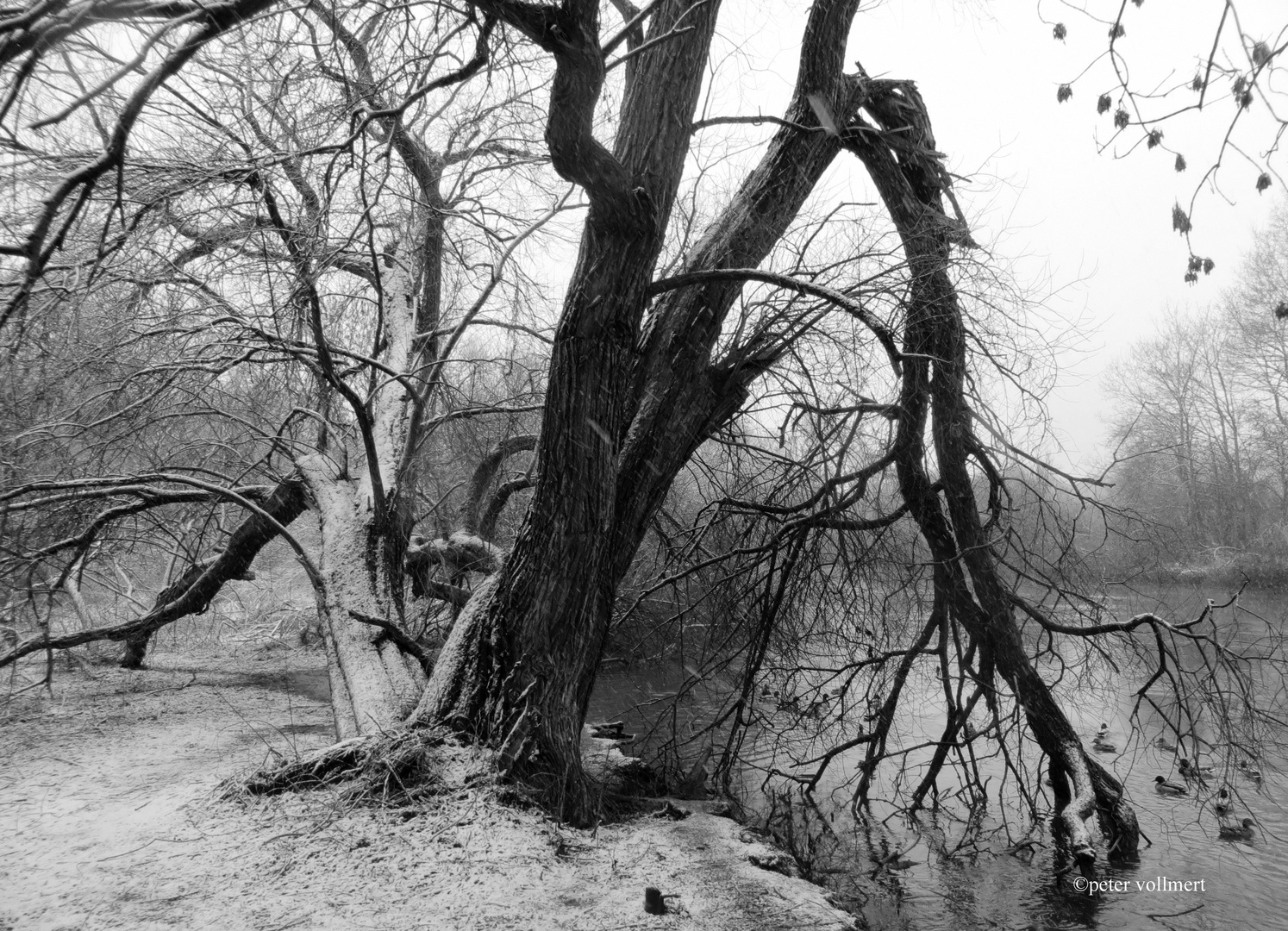 der letzte Winterbaum für dieses Jahr