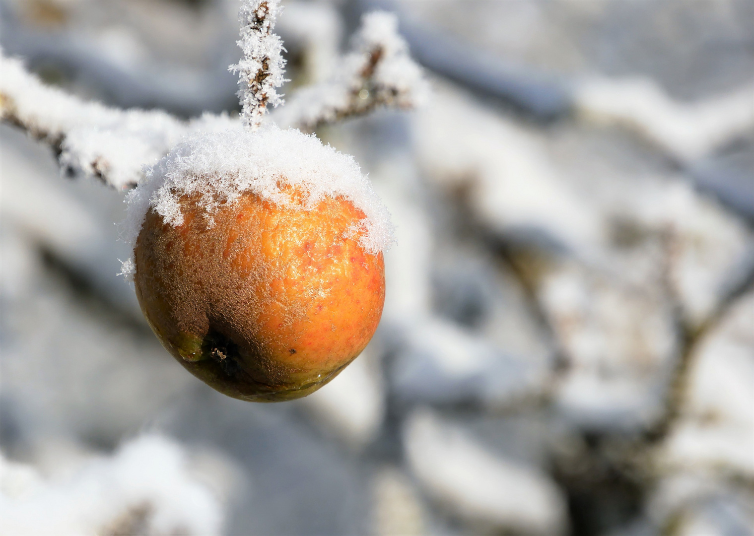 Der Letzte _ Winterboskop