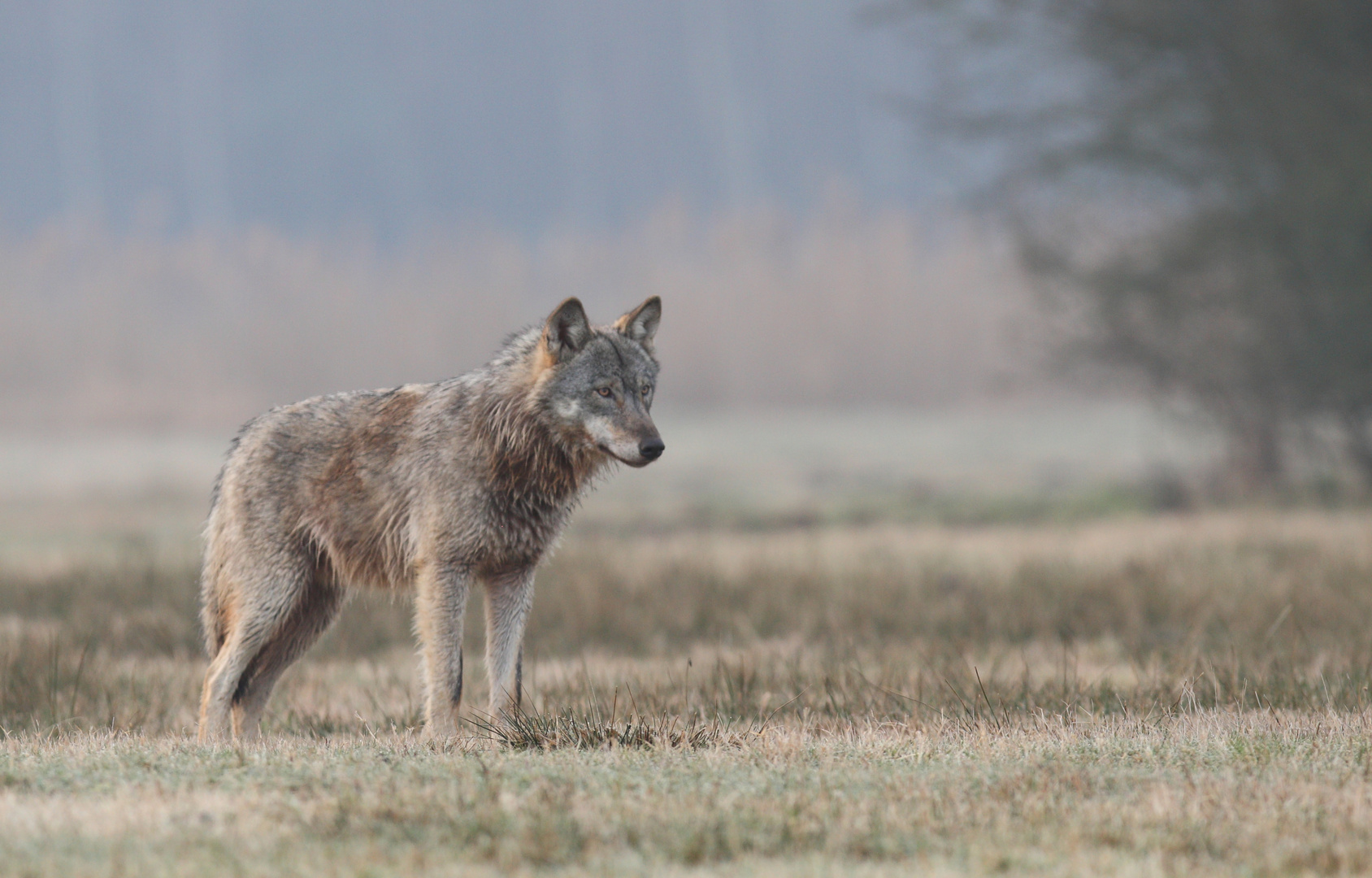 Der letzte Wolf