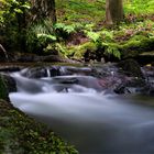 Der leuchtende Farn  im Höllengrund