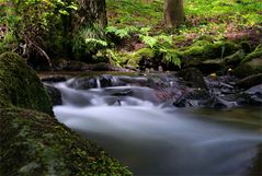 Der leuchtende Farn  im Höllengrund