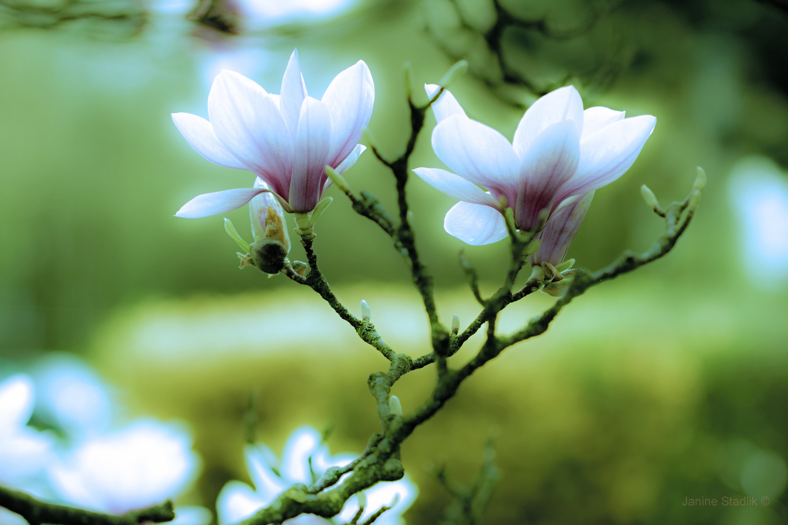 Der leuchtende Frühling ....