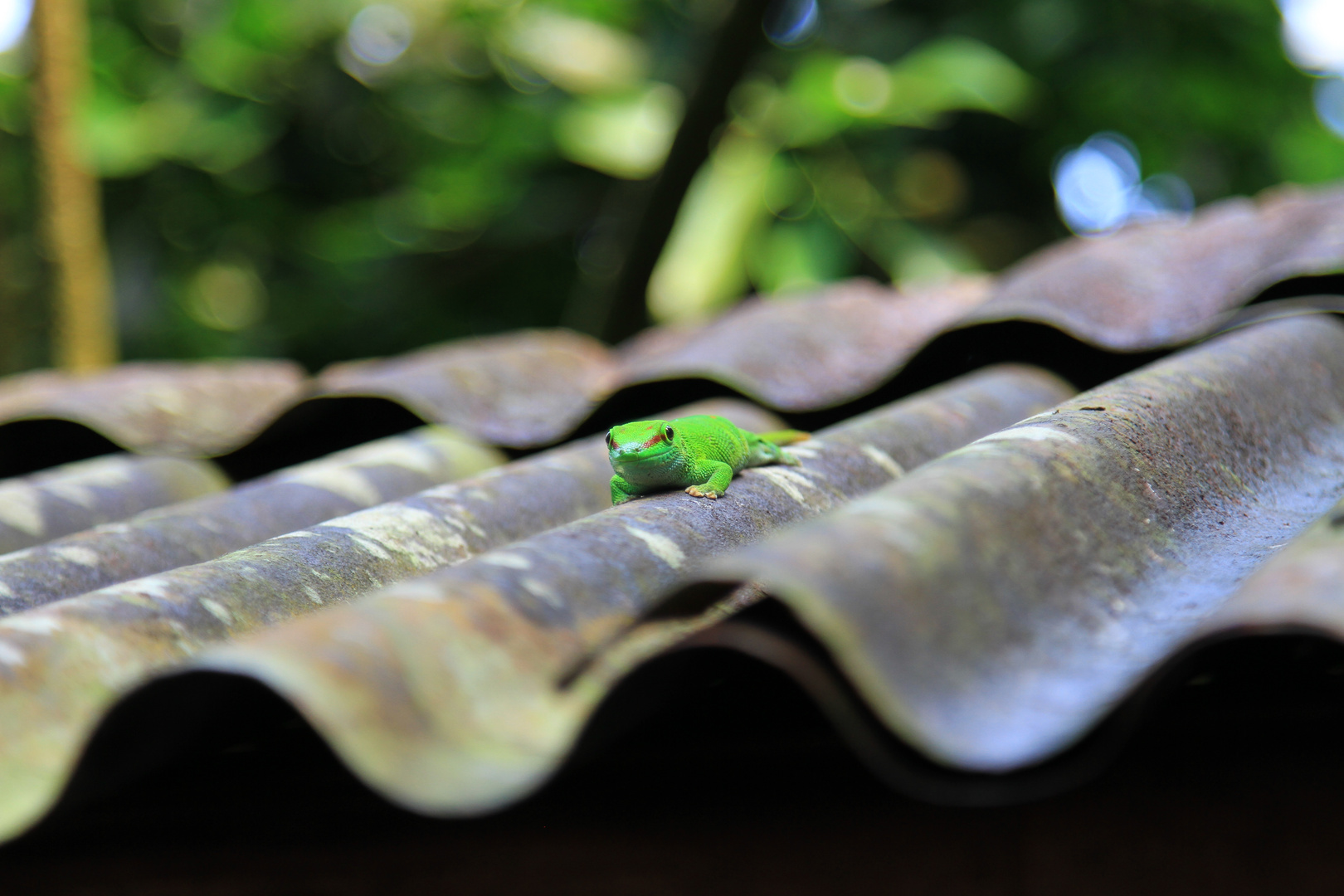 Der leuchtende Gecko