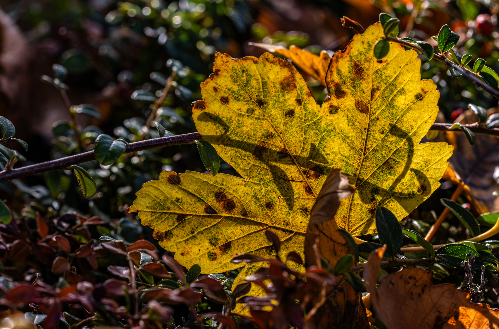 Der leuchtende Herbst