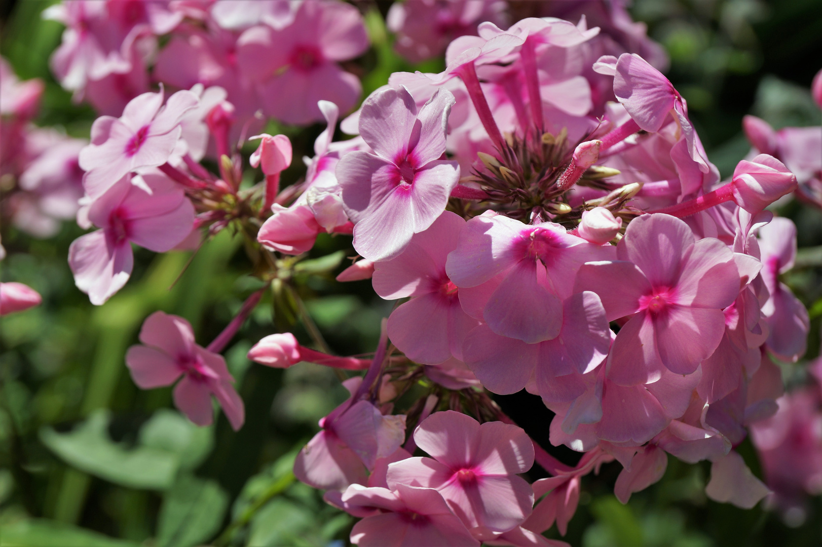 der leuchtende Phlox...