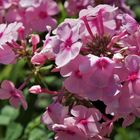 der leuchtende Phlox...