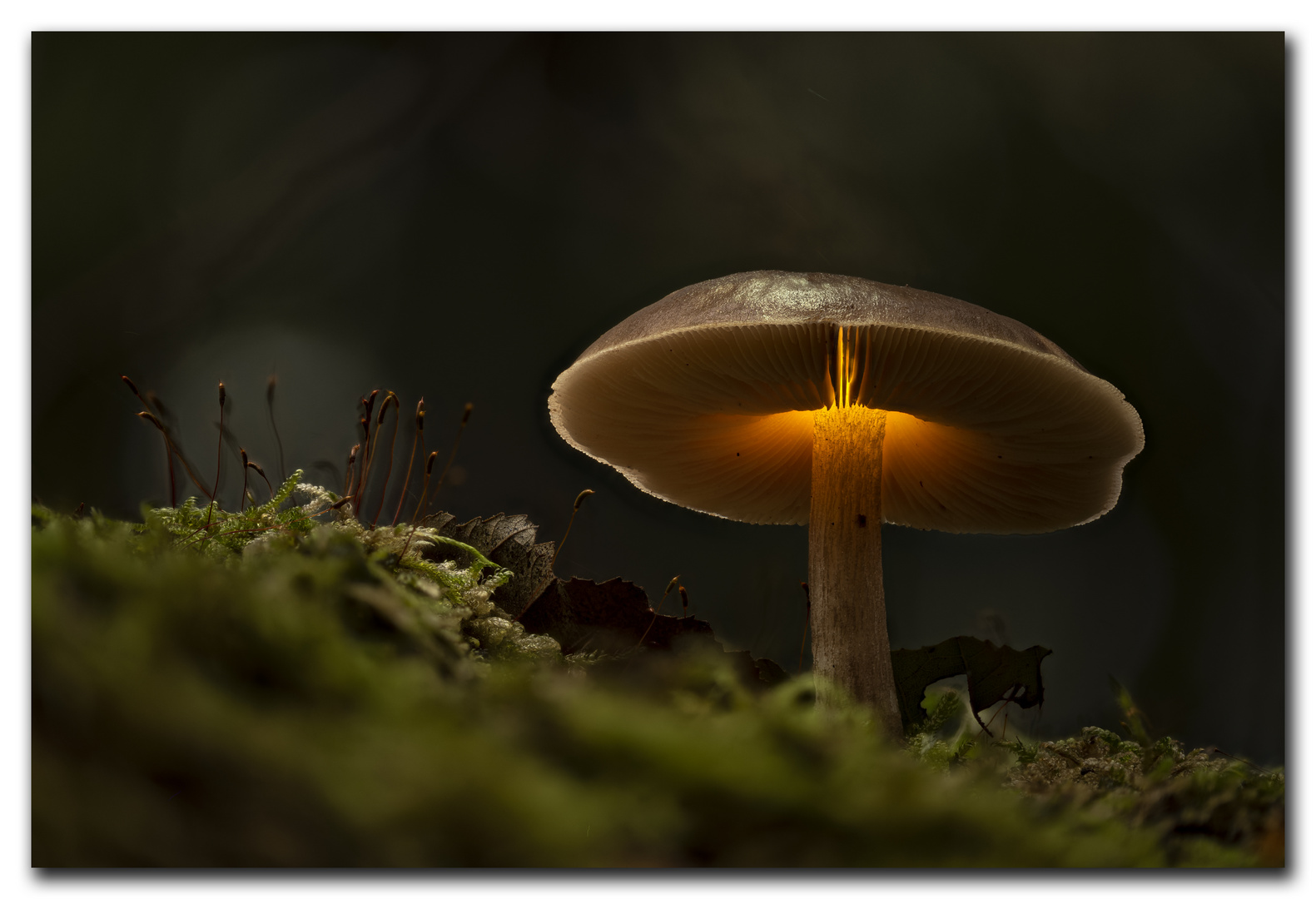 Der leuchtende Pilz