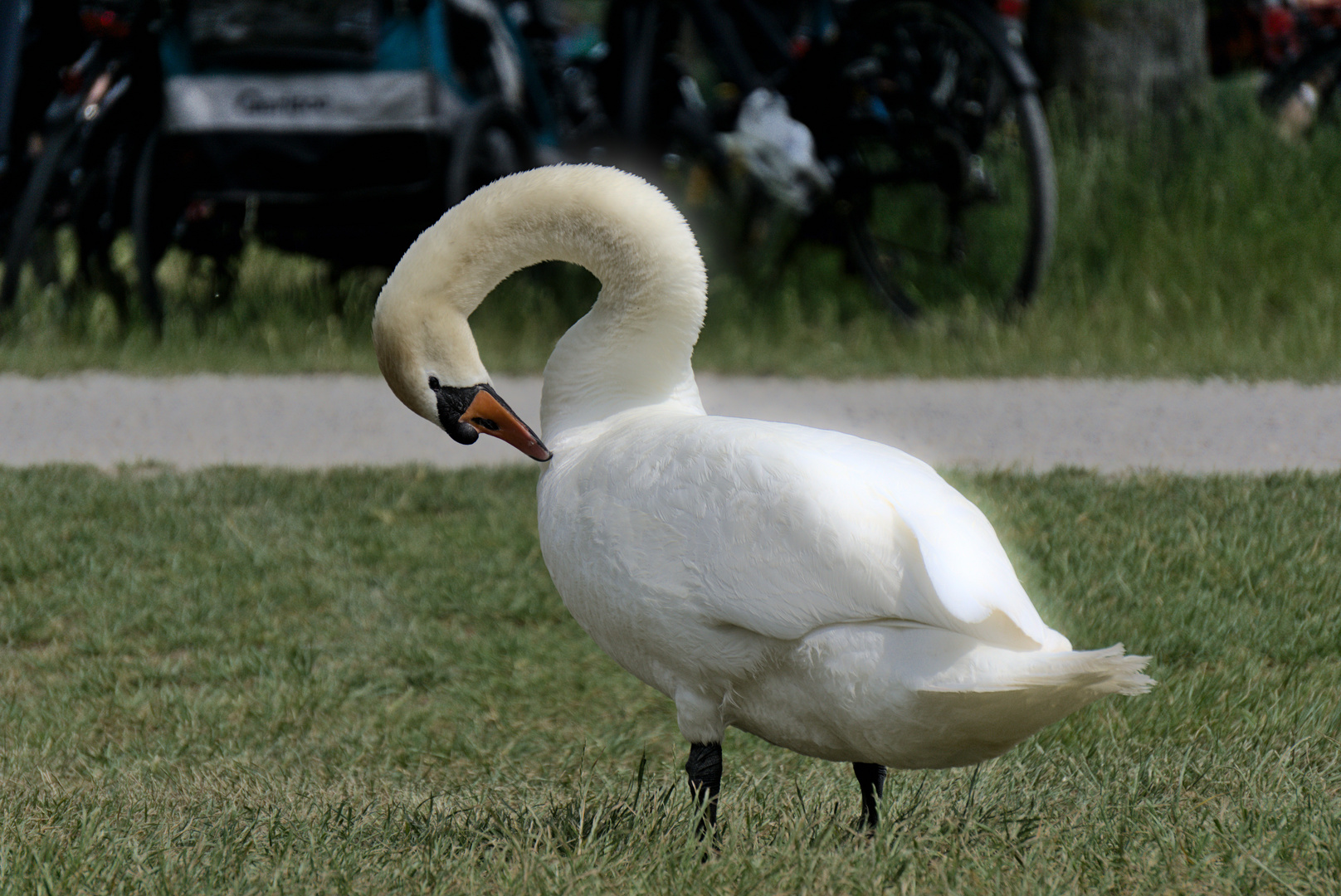 Der Leuchteschwan