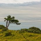 Der Leuchtturm auf Hiddensee