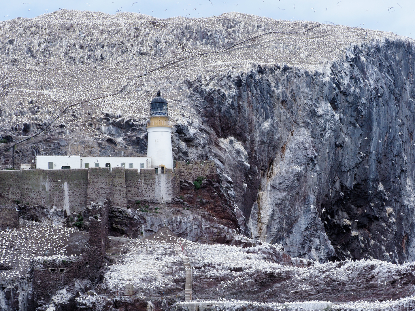 Der Leuchtturm von BassRock die Heimat der Basstölpel