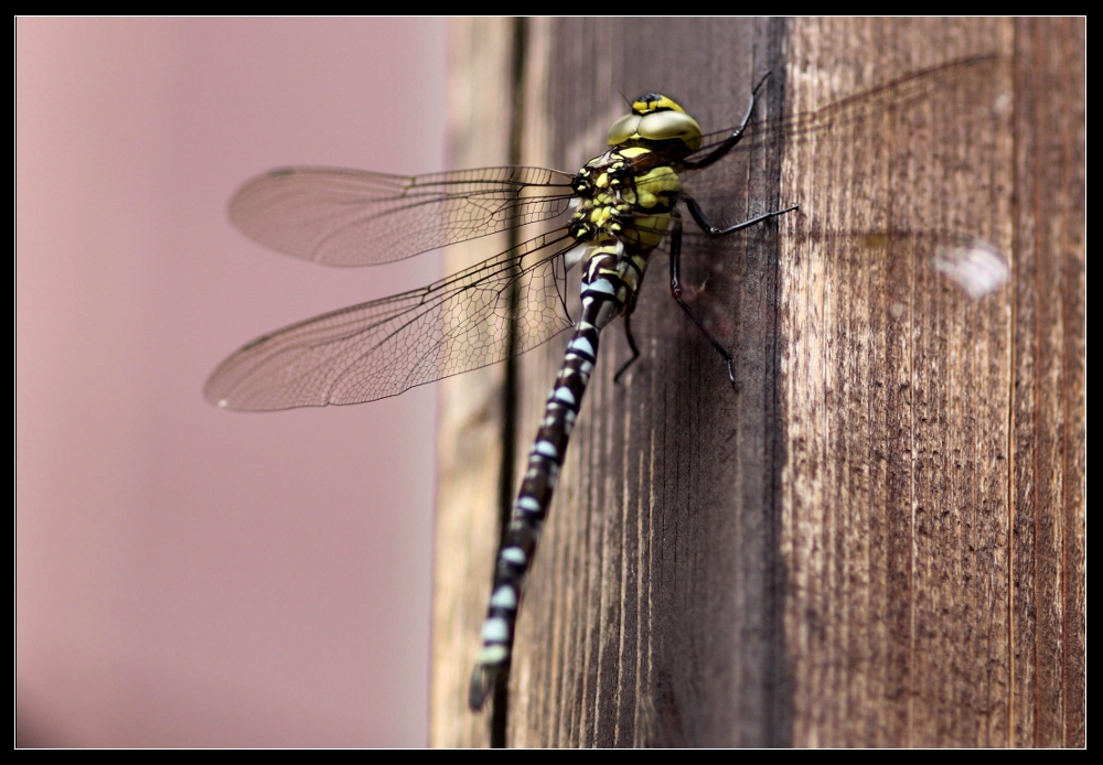 der Libelle gefällts auch hier - im Haxhäuser Hof in dem Dorf das gerne Stadtrechte hätte