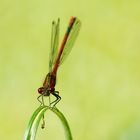 der Libellen-Handstand