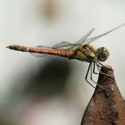  Der Libellensommer neigt sich dem Ende zu