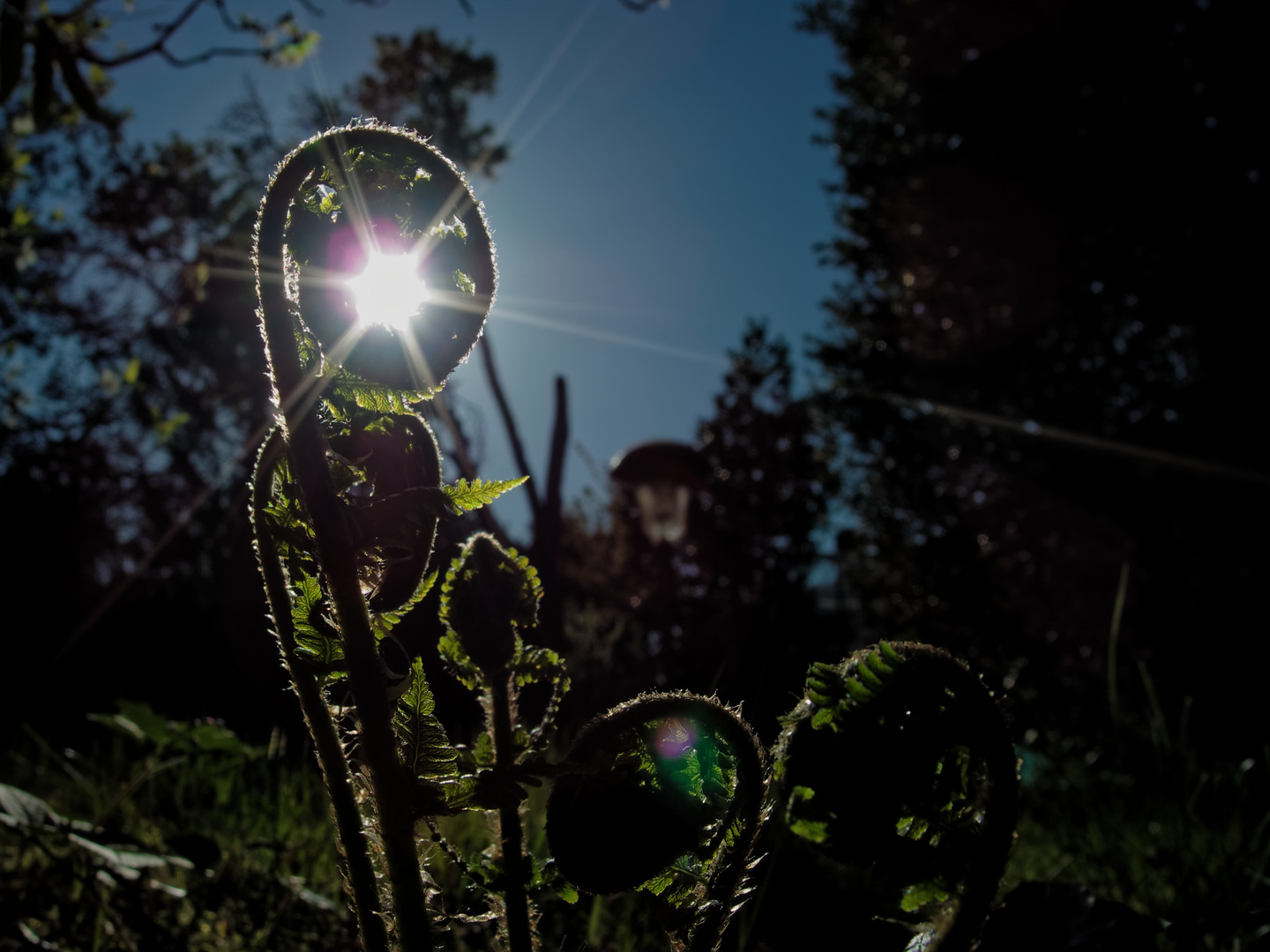 Der Lichtblick! Foto & Bild pflanzen, pilze & flechten, moose & farne