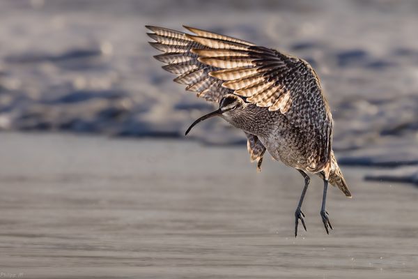  Der lichtdurchflutete Landeschirm…