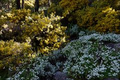 der lichte Föhrenwaldboden ist bedeckt von Blüten