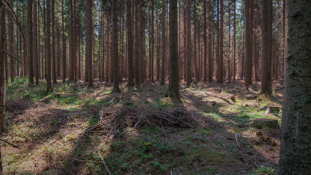 Der "Lichte Wald"