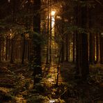 Der Lichtschein im Wald