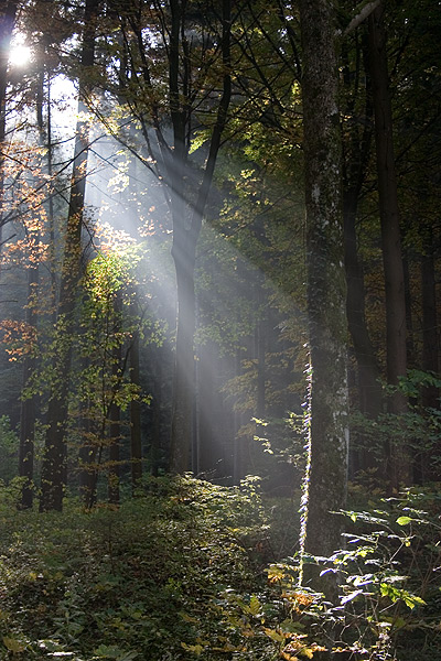 Der Lichtstrahl