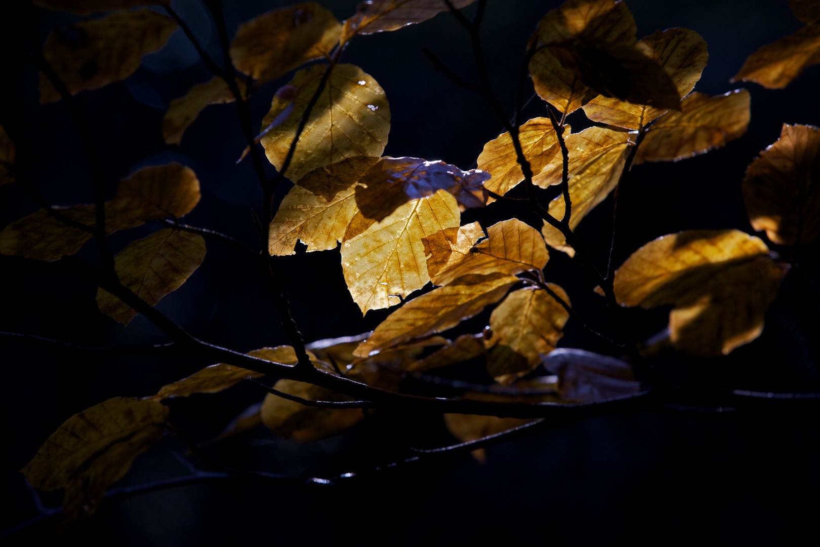 Der Lichtstrahl und die Blätter