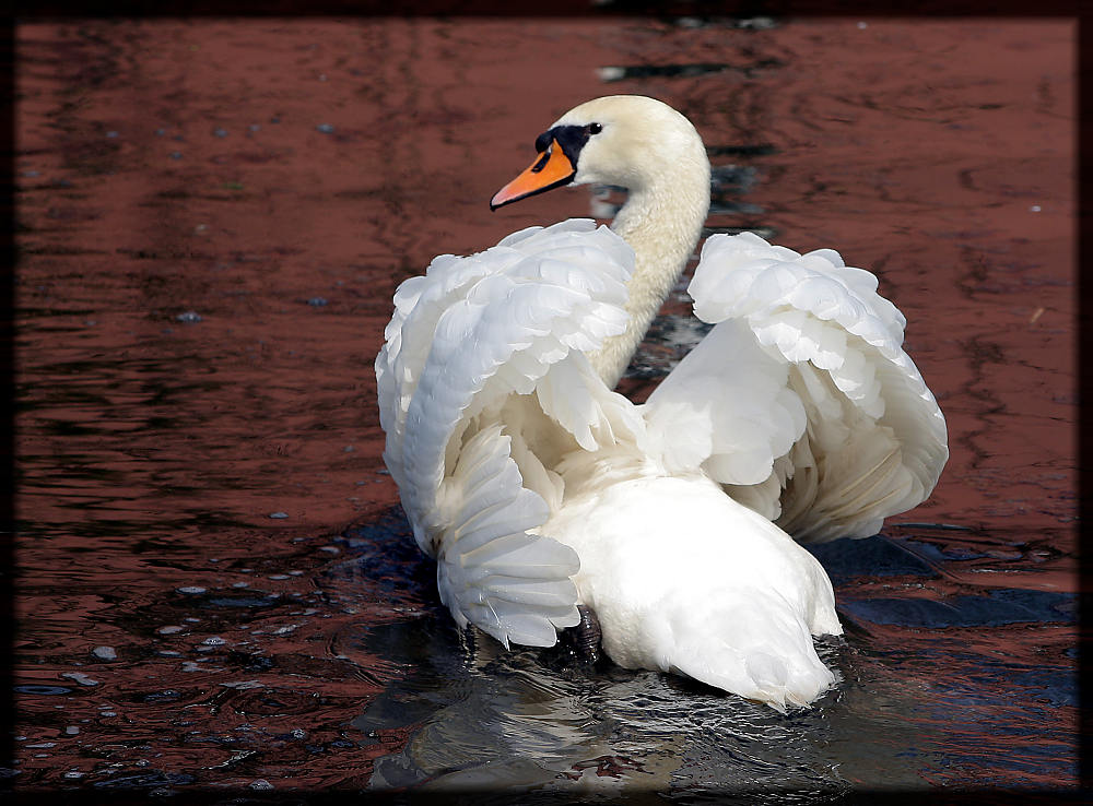 Der liebe Schwan.