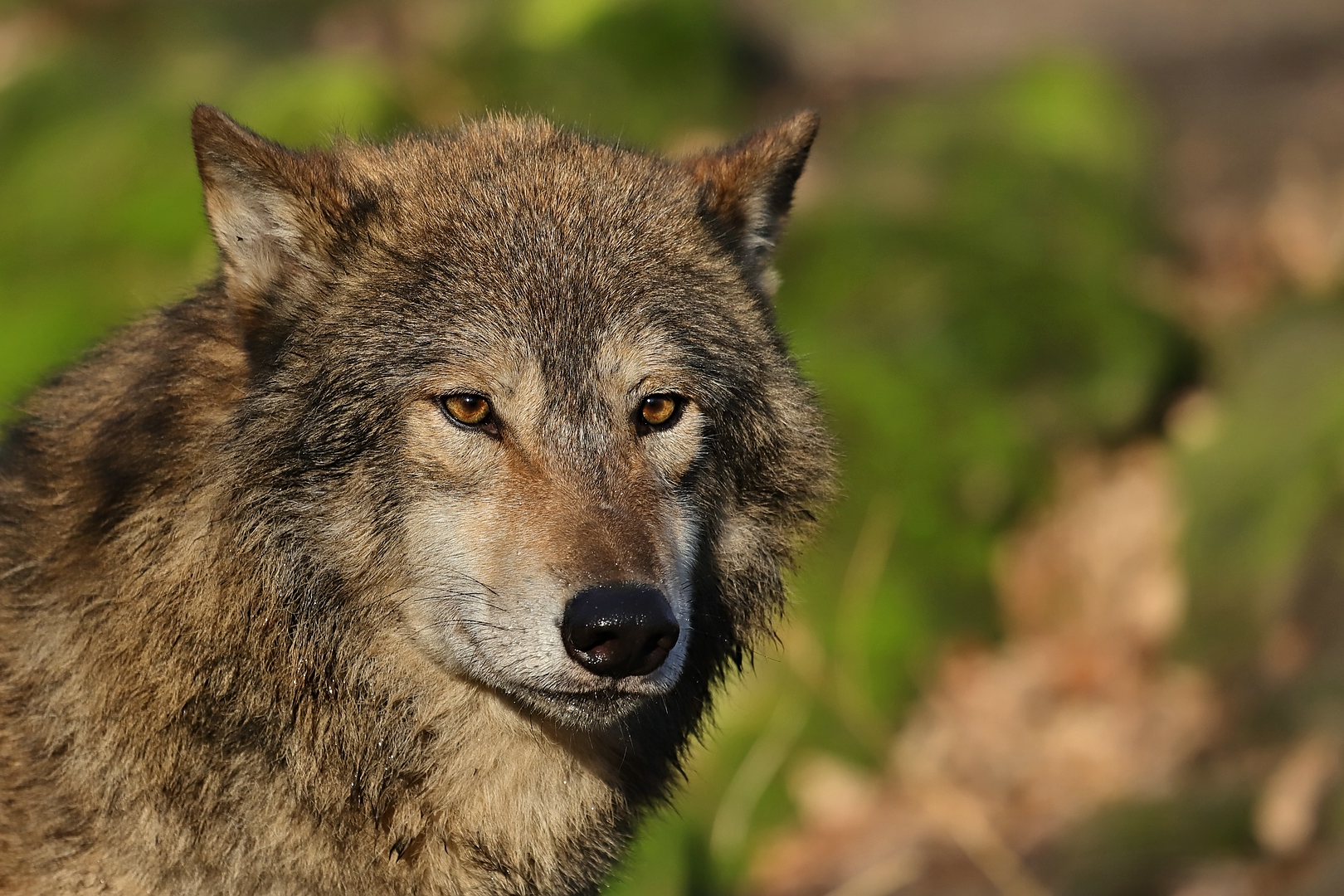 der liebe Wolf Foto & Bild tiere, zoo, wildpark & falknerei
