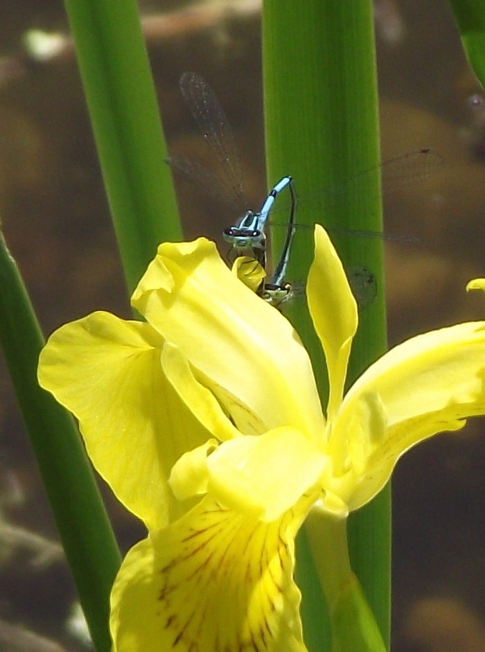 Der Liebesakt am Wasser....