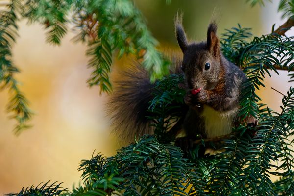 Der Liebhaber der Eibe