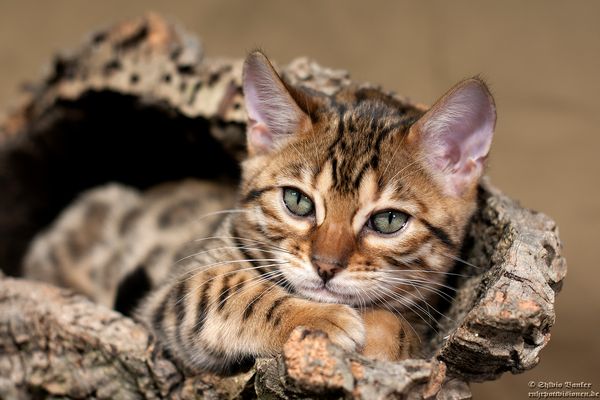 Der Lieblingsschlafplatz