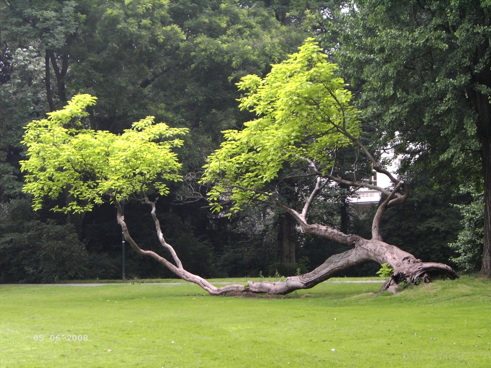 Der liegende Baum