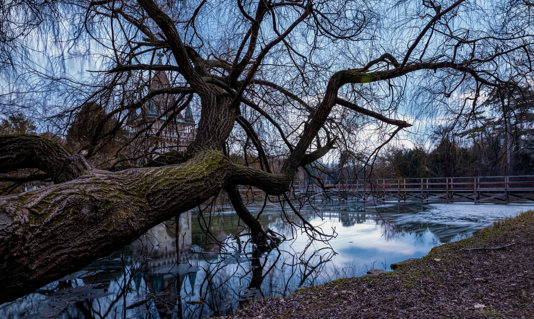 Der liegende Baum vor Franzensburg im Schlosspark Laxenburg