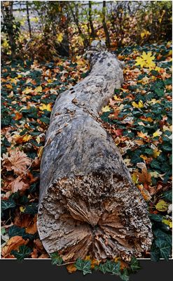 der liegende Baumriese