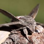 Der Ligusterschwärmer (Sphinx ligustri)