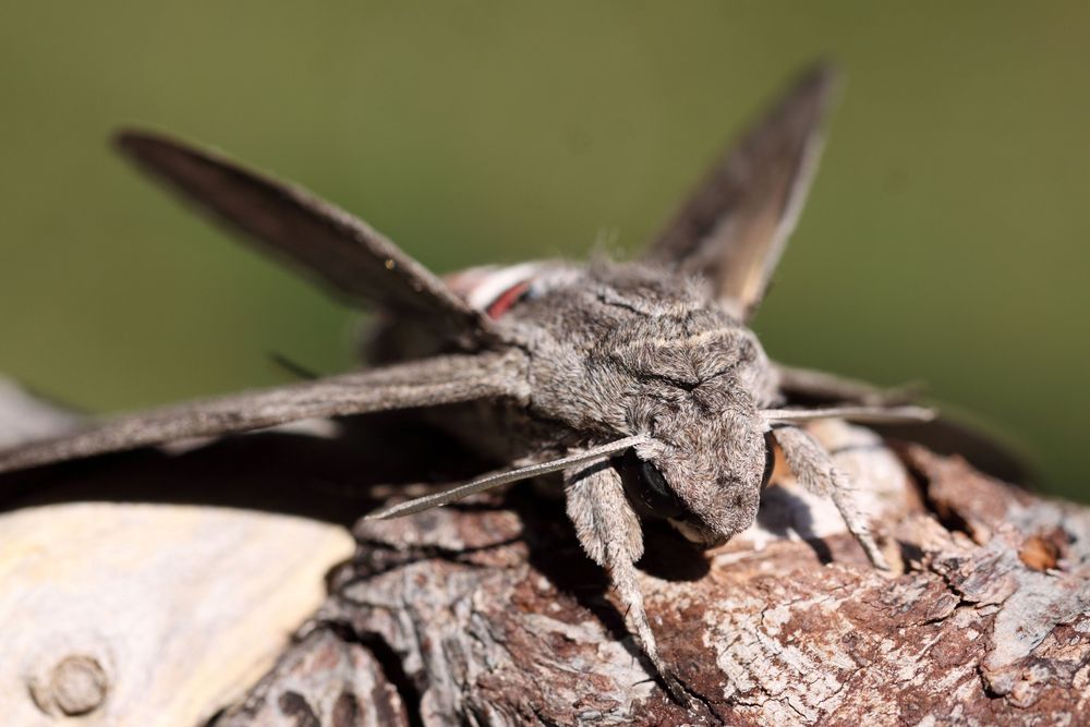 Der Ligusterschwärmer (Sphinx ligustri)